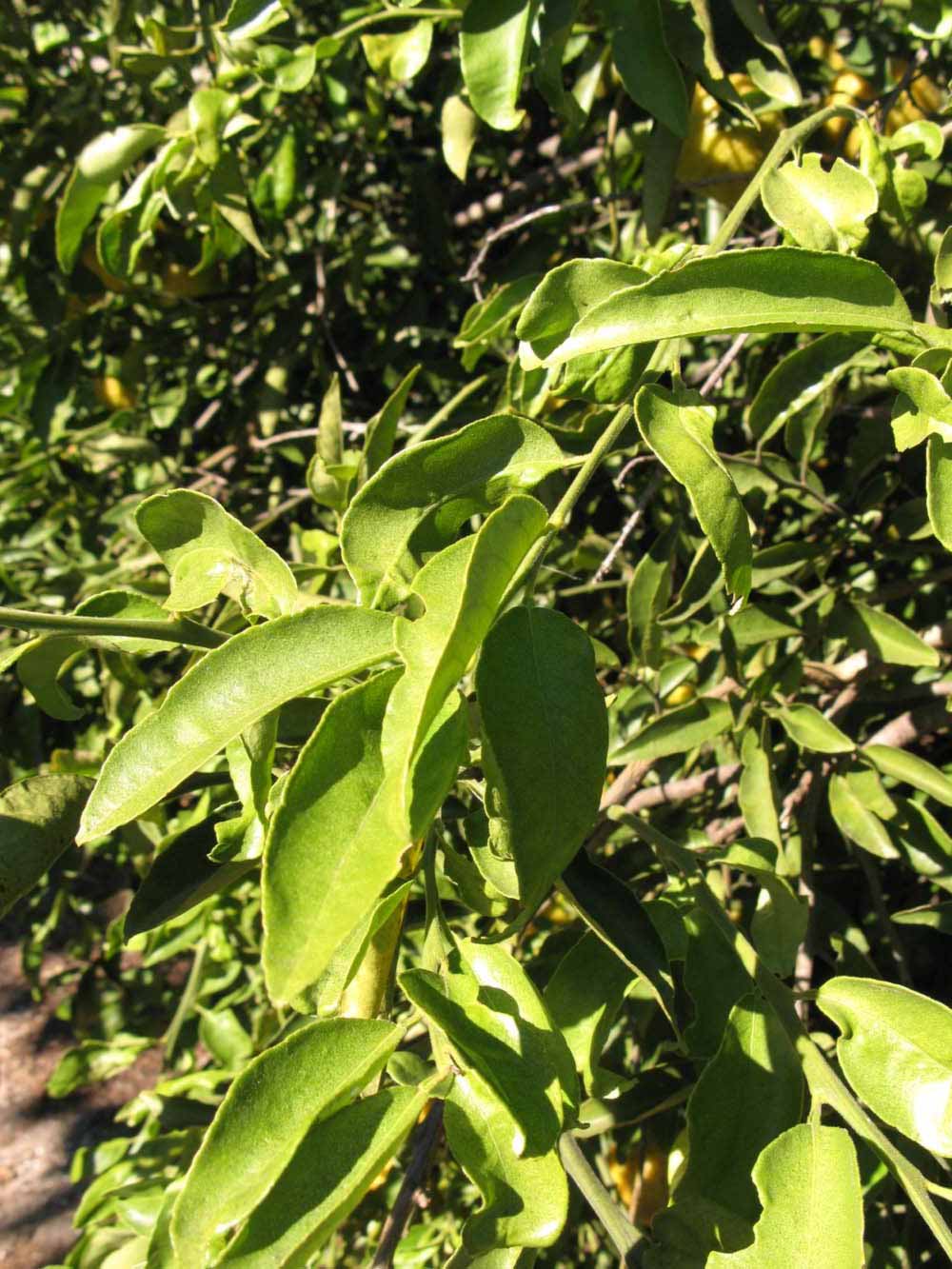            Sun leaves (Winter Haven, FL)   
